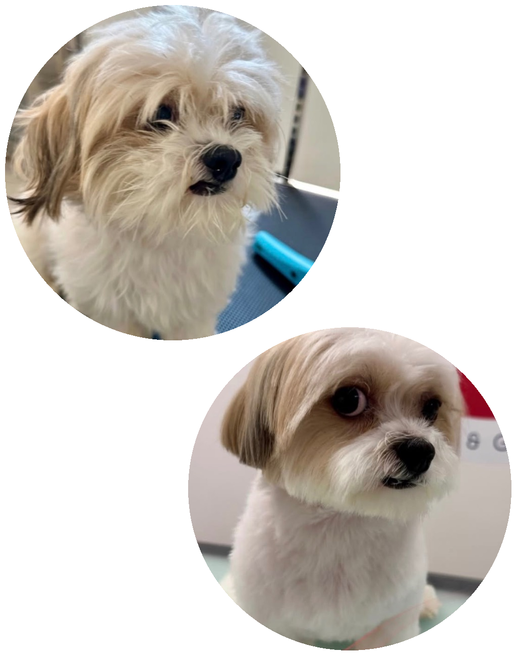 Shih Tzu before and after grooming