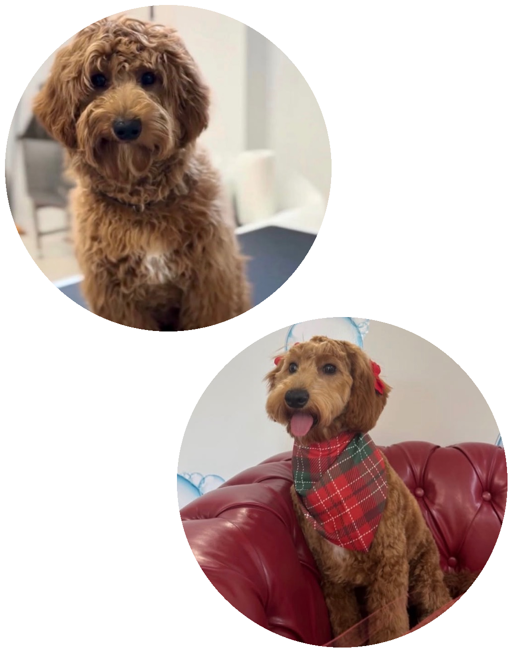 Goldendoodle before and after grooming